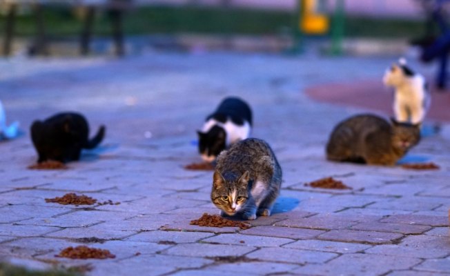Emeklilik mesaisine sokak hayvanlarıyla başlıyor