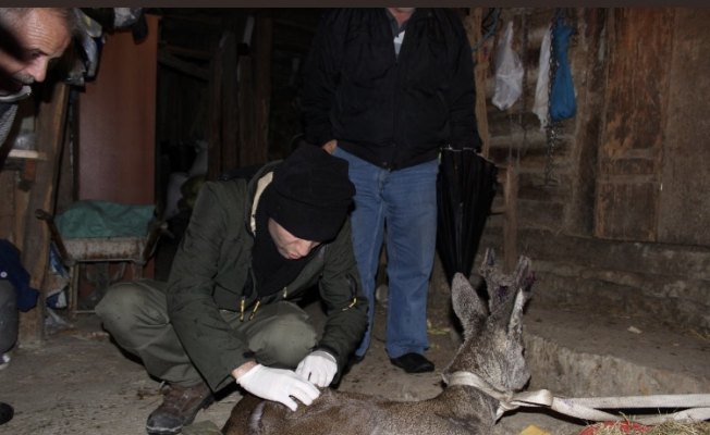 Yaralı karaca tedavi edildi