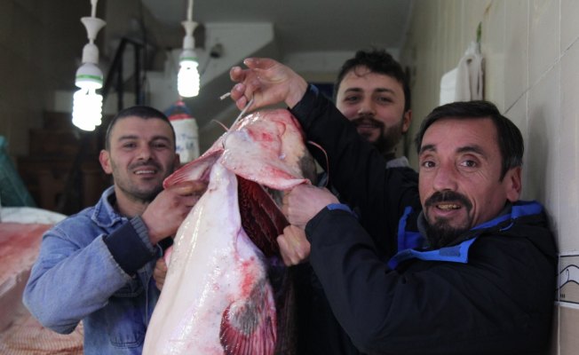 Baraj gölünde yayın balığı bereketi