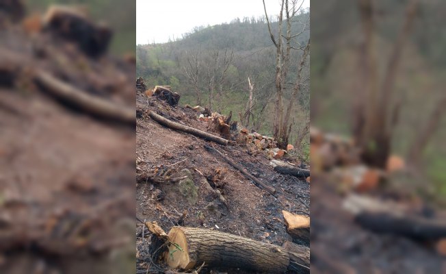 Giresun'da orman ve zirai alan yangını
