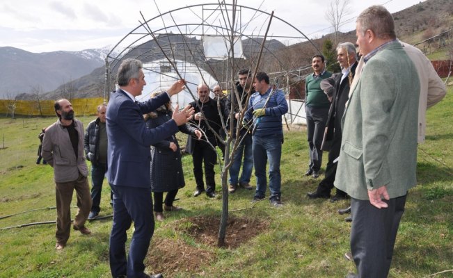 Gümüşhane'de çiftçilere budama eğitimi