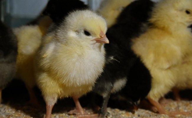 Hobi olarak başladığı tavukçuluk ek gelir kapısı oldu