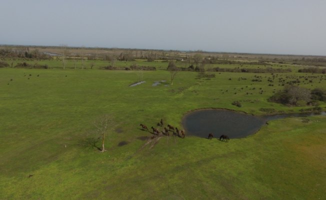 Kızılırmak Deltası'nda bahar hareketliliği