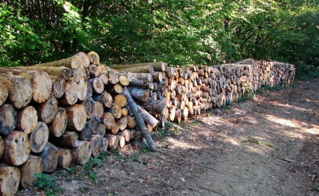 Odun üretiminde Zonguldak'tan 299 milyon liralık katkı