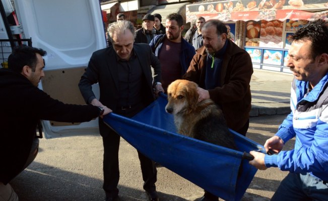 Otomobilin çarptığı köpeğe vatandaşlar sahip çıktı
