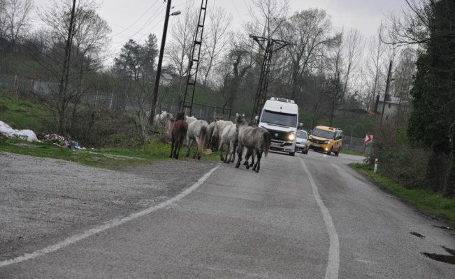 Yola çıkan Yılkı atları sürücüleri tedirgin ediyor