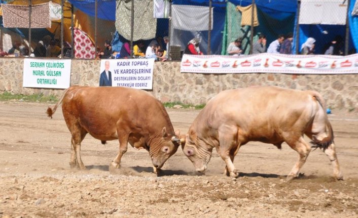 24. Yusufeli Sarıgöl Geleneksel Boğa Güreşleri