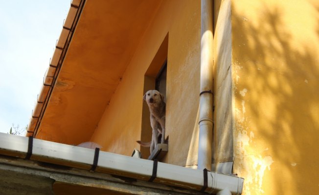 Çatıda mahsur kalan köpeği itfaiye kurtardı