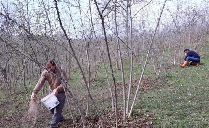 Fındıkta verim ve kalite artıyor