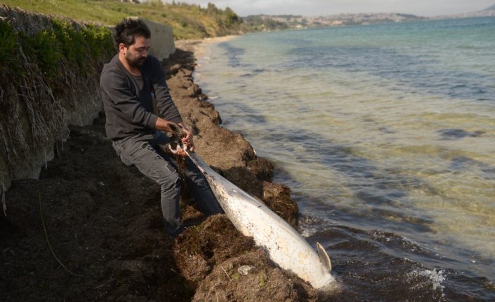 Karadeniz'deki yunus ölümleri
