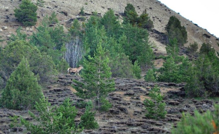 Kızıl geyikler doğaya salındı