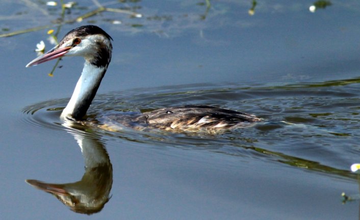 Kızılırmak Deltası kuşlarla şenlendi