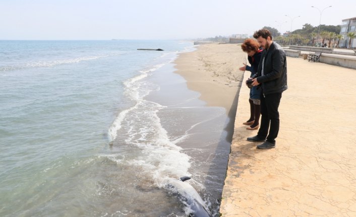 Samsun'da ölü iki yunus sahile vurdu