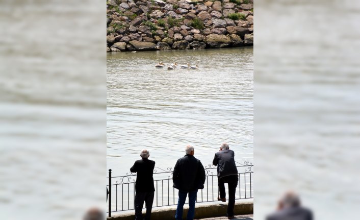 Alaplı Çayı'nın yeni konukları pelikanlara yoğun ilgi