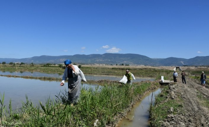 Boyabat'ta çeltik ekimine başlandı