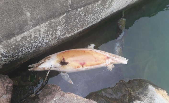 Düzce'de ölü yunus kıyıya vurdu