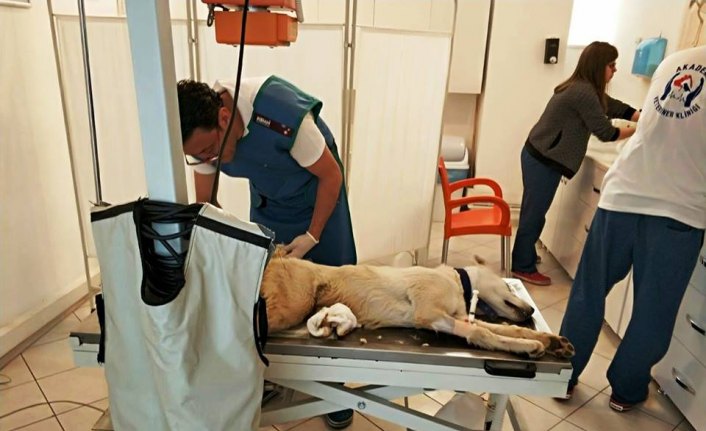 Giresun'da bacağı kırılan köpek Samsun'da tedavi edildi