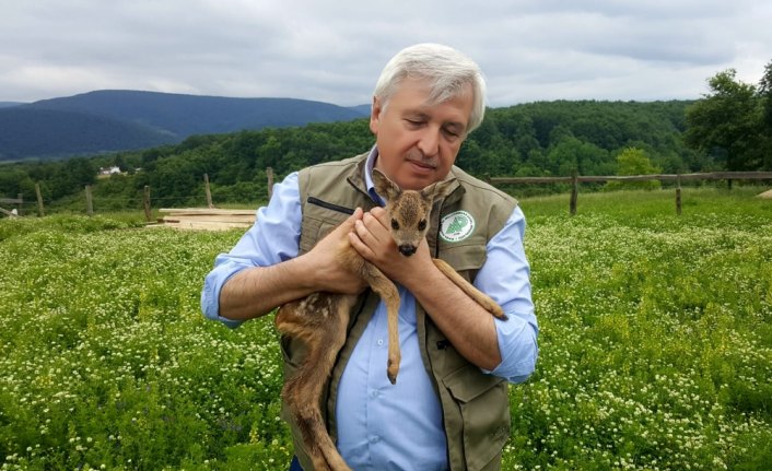 Köpeklerden kurtarılan karaca yavrusuna keçi 