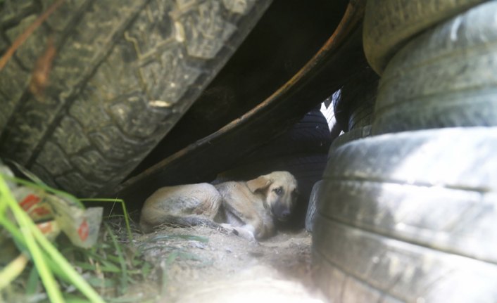 Lastiklerin arasından çıkamayan yavru köpekler kurtarıldı