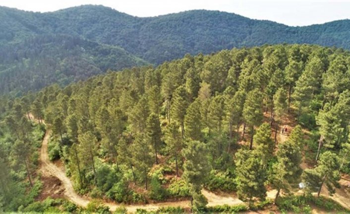 Sahil çamında reçine üretimi