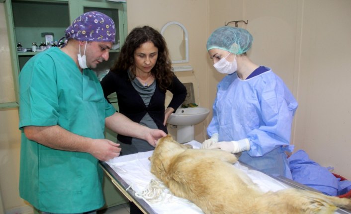 Sokak hayvanları için Fransa'dan Sinop'a geldi