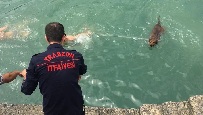 Trabzon'da denize düşen köpek kurtarıldı