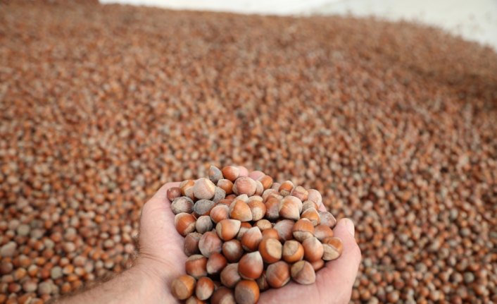 Türkiye 8 ayda 215 bin ton fındık ihraç etti