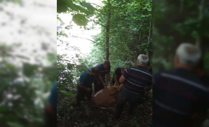 Uçuruma yuvarlanan inek AFAD ekiplerince kurtarıldı