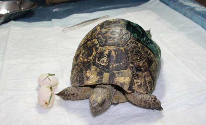 Yaralı kaplumbağa tedavi edildi