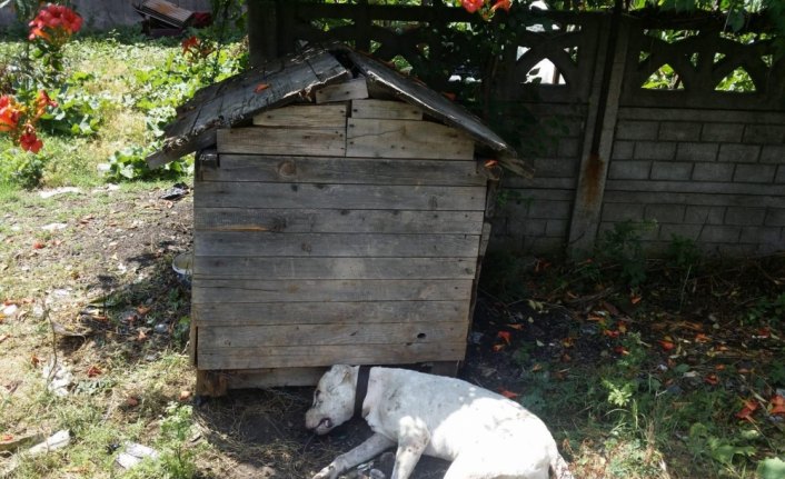 Dogo cinsi köpek kulübesinde öldürülmüş halde bulundu