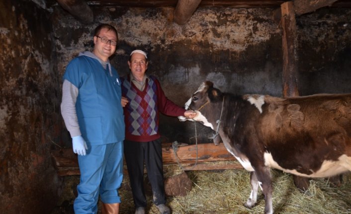 Hanönü'nde şap aşısı çalışmaları