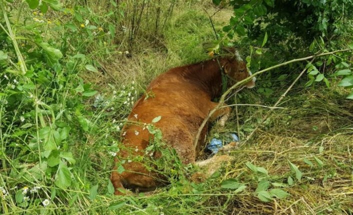 Kanala düşen ineği itfaiye kurtardı