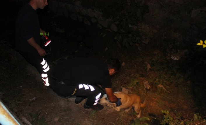 Su kanalında düşen köpeği itfaiye kurtardı