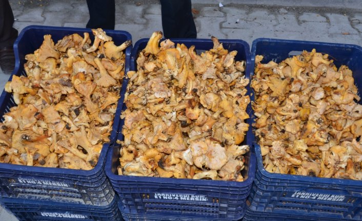 Tavuk ayağı mantarı 8 liradan alıcı buluyor