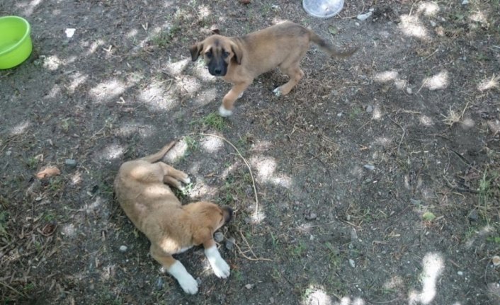 Terkedilmiş yavru köpeklere kaymakam sahip çıktı