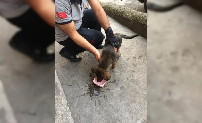 Yavru köpekleri itfaiye kurtardı