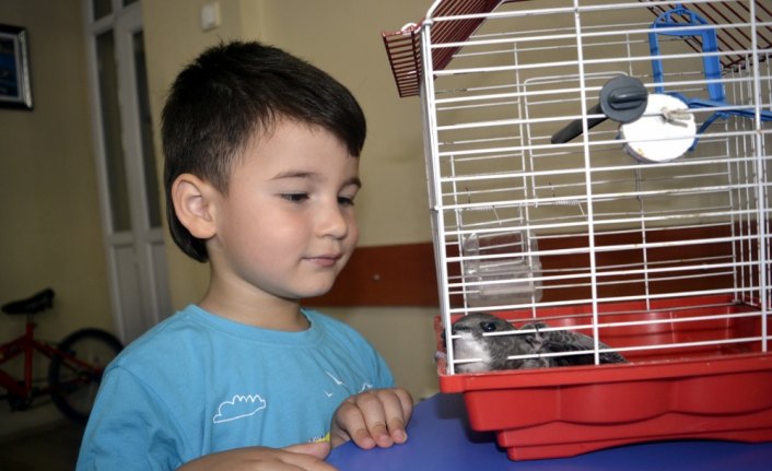 3 yaşındaki çocuğun bulduğu yaralı kuş tedaviye alındı