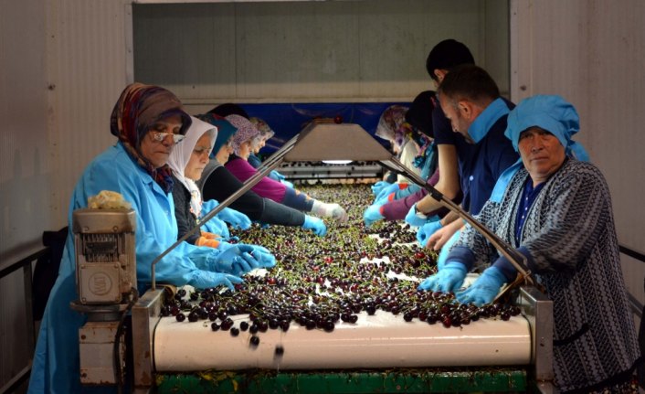 Amasya kirazı 10 ülkede ağızları tatlandırıyor