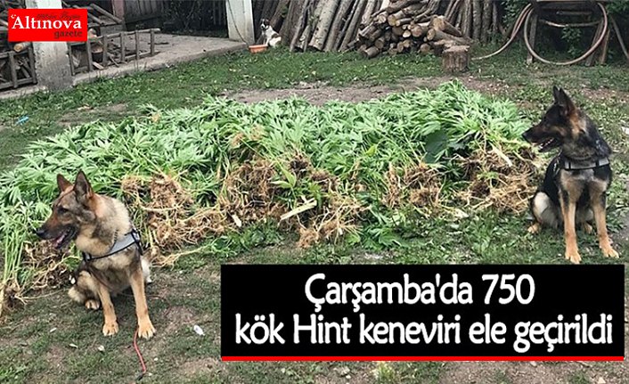 Çarşamba'da 750 kök Hint keneviri ele geçirildi