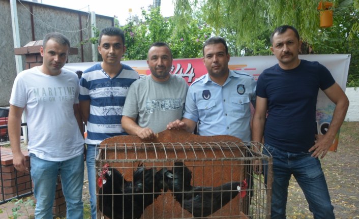 Gerze en güzel horozunu seçti