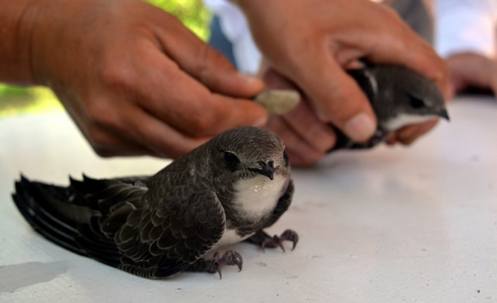 İtfaiye merdiveni ebabil kuşları için kaldırıldı