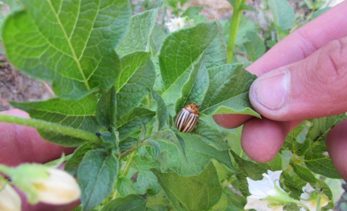 Kavak'ta çiftçilere patates böceği uyarısı