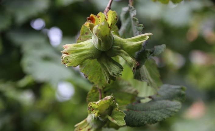 Ordu'da fındık işçisinin yevmiyesi 70 lira olacak