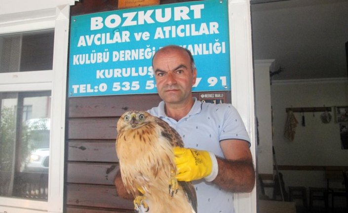 Sağlığına kavuşturduğu kızıl şahini doğaya saldı
