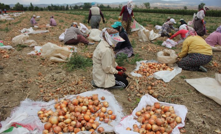Suluova'da soğan hasatına başlandı