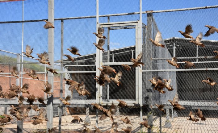 Süne avcısı kınalı keklikler yetiştiriliyor