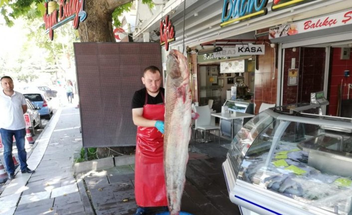 Yeşilırmak'ta 2 metrelik yayın balığı oltaya takıldı