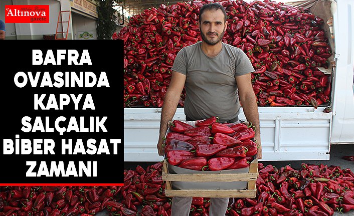 Bafra Ovasında Kapya Salçalık Biber Hasat Zamanı 