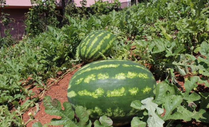 Bahçesinde denemek için başladı 1 ton karpuz üretti