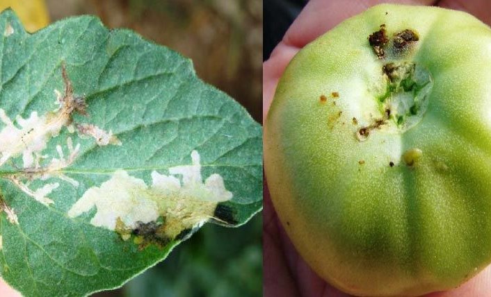 Bartın'da domates zararlısı ile mücadele